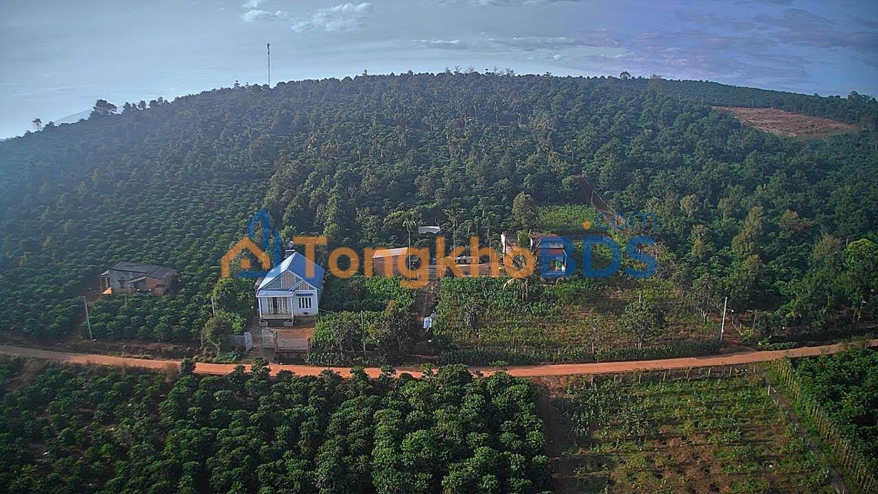 Bán Gấp Đất Vườn 6000m² Tân Lập, Đan Phượng - Hướng Nam Tài Lộc