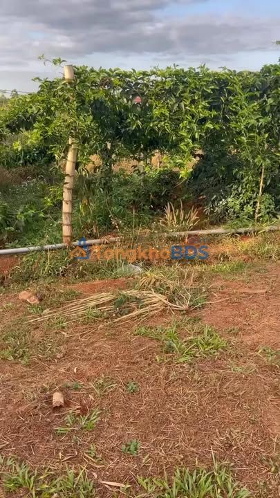 Bán Đất Vườn Gia Lai 14000m² Sổ Hồng - Mặt Tiền QL19