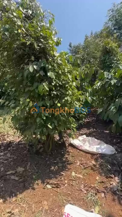 Farm 1ha Buôn Hồ (Đắk Lắk) - 5.25 Tỷ - Vườn Sầu Riêng, Tiêu, Cafe Cho Thu Nhập Khủng