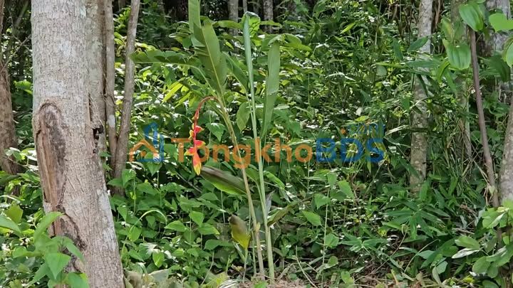 Bán Gấp Đất Rừng & Trang Trại Đắk Lắk - 14.1 Tỷ, Gần Sân Bay BMT