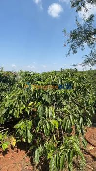 Đất Đắk Lắk 19800m² Giá 1.1 Tỷ - Đất Triền Cafe Chất Lượng