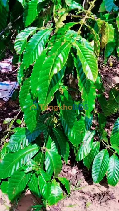 Đất nền 10.000m² giá 1.05 tỷ tại Tuy Đức, Đắk Nông - Tiềm năng đầu tư hấp dẫn