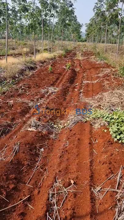 Farm Ia Dom Đức Cơ 16ha - Đầu tư dài hạn