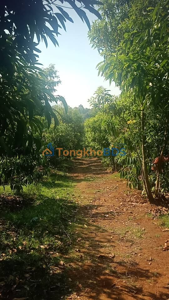 Bán Gấp 15.000m² Đất Vườn Gia Lai - Trồng CF & Sầu Riêng, Bám Suối