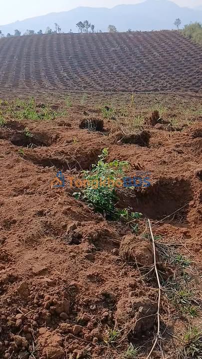 Bán Rẫy Đắk Tờ Kan 19.650m² - Sẵn Sàng Trồng Cafe, Đất Đẹp