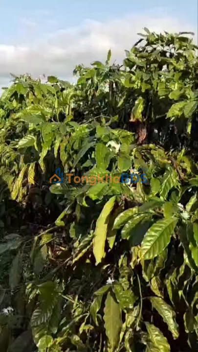 Bán Gấp Farm Cà Phê Đắk Drô 2ha - Nguồn Thu 10 Tấn/Năm