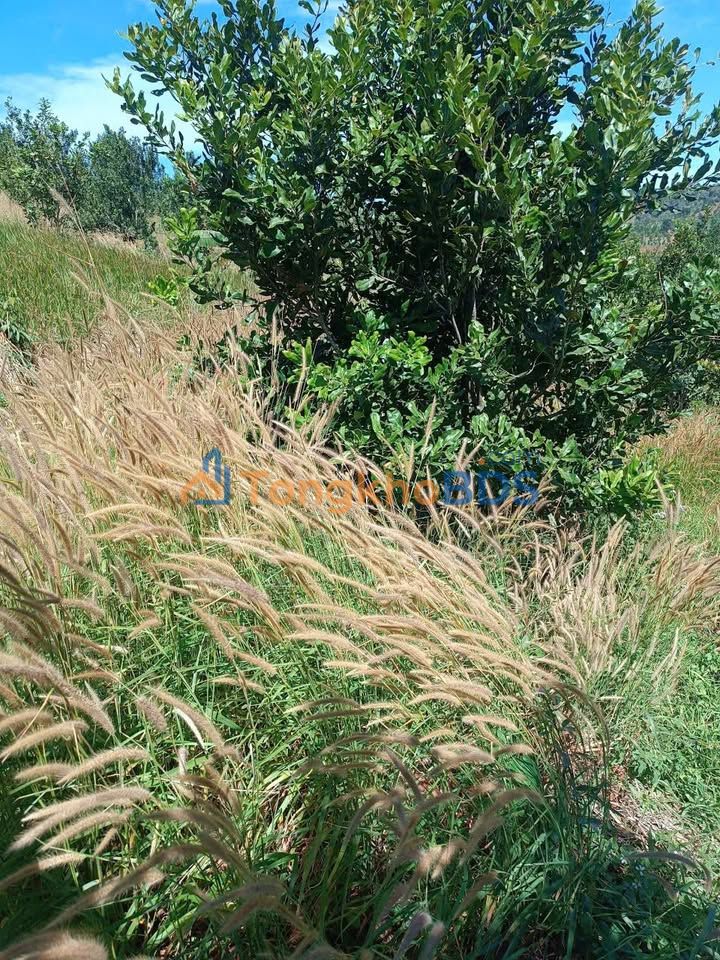 Bán Đất Macca 5ha Quảng Lập, Lâm Đồng - Sẵn Sổ Đỏ