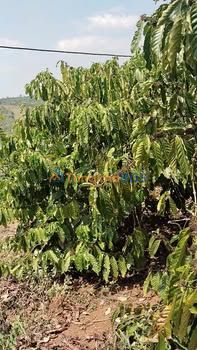 Đất Vườn Đắk Lắk 10.000m² - Vườn Sầu Riêng 2-3 Năm Tuổi - Giá 1.8 Tỷ