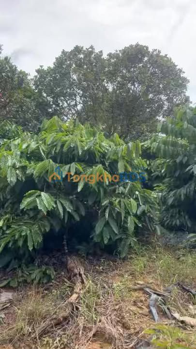 Bán Gấp 1.3ha Đất Trồng Cà Phê Kinh Doanh Eapo, Cư Jút, Đắk Nông - Sổ Hồng Sẵn