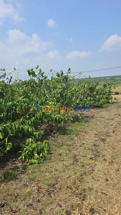 Bán Rẫy 7 Sào Mặt Tiền Đường Nhựa - Kon Gang, Gia Lai