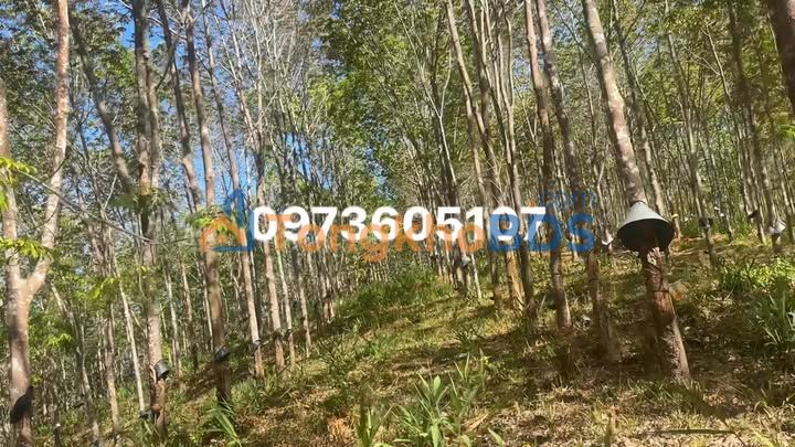 Bán Gấp 3.5ha Cao Su Ngọc Hồi, Kon Tum - Sổ Hồng, Giá 2.x Tỷ