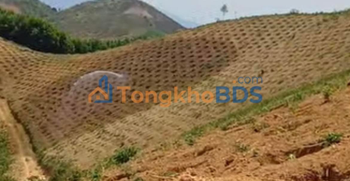 Bán Gấp Đất Vườn 5ha Đắk Nông - 3800 Cây Cà Ghép - 1.7 Tỷ