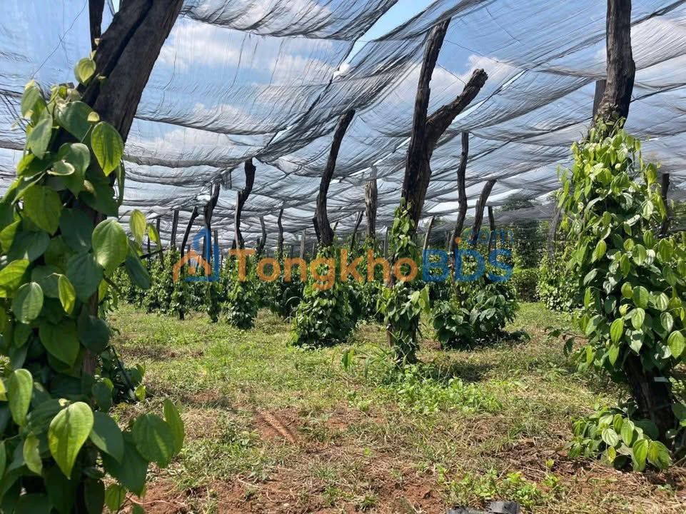 Bán Gấp 8500m² Đất Trồng Cafe, Tiêu Tại Ea H'Leo, Đắk Lắk - 1.6 Tỷ