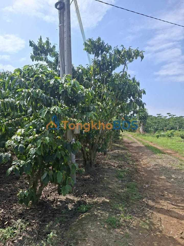 Bán Đất Lộc Phát Bảo Lộc 3600m² - 2.87 Tỷ - Mặt Tiền 40m