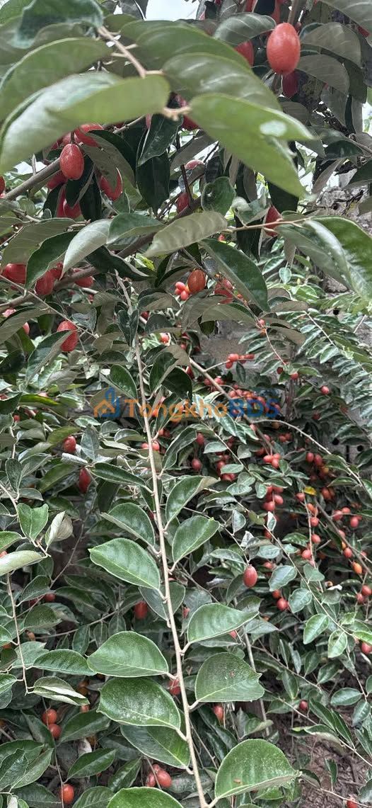 Đất nền Phượng Sơn, Bắc Giang 110m² - Sổ đỏ sẵn, ô tô thông, giá đầu tư 1.5 tỷ