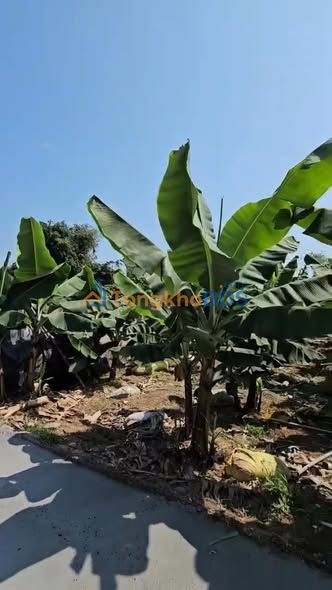 Đất Vàng Giáp Sơn, Bắc Giang - 202m² Thổ Cư, Giá Tốt Đầu Tư