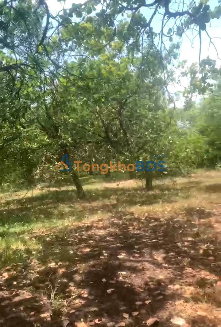 Bán Đất Vườn 2.5ha Mặt Tiền 80m Tại Bình Phước - Giá Đầu Tư