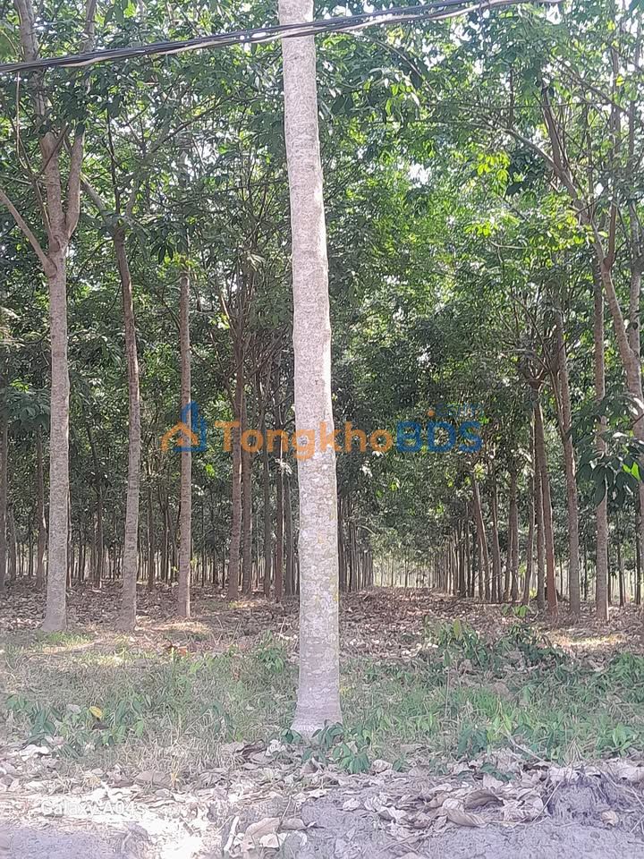 Đất Nền 3.48ha Mặt Tiền Long Bình, Phú Riềng, Bình Phước - Giá Đầu Tư 52.2 Tỷ