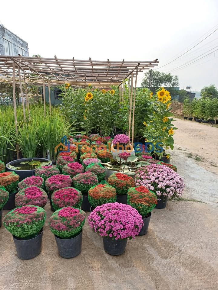 Cho thuê nhà xưởng mặt tiền DT74, Tân Phú, Bình Phước - Kinh doanh đắc lợi