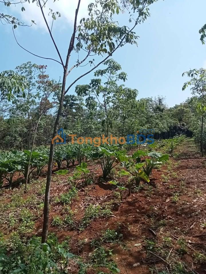 Farm 5000m² Vĩnh Lộc, Thanh Hóa - Sổ hồng, Giá 2-2.9 tỷ - Lý tưởng làm trang trại