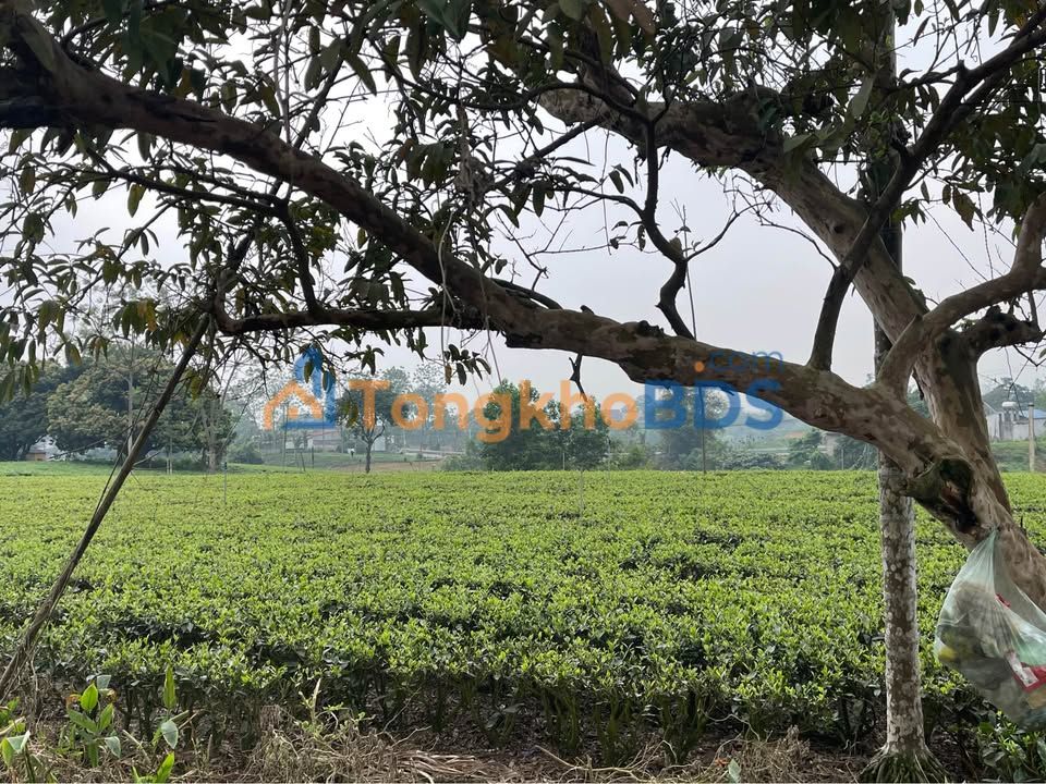 Đất Vườn Nghỉ Dưỡng 4300m² Tiên Hội, Đại Từ - Sẵn Thu Hoạch Chè