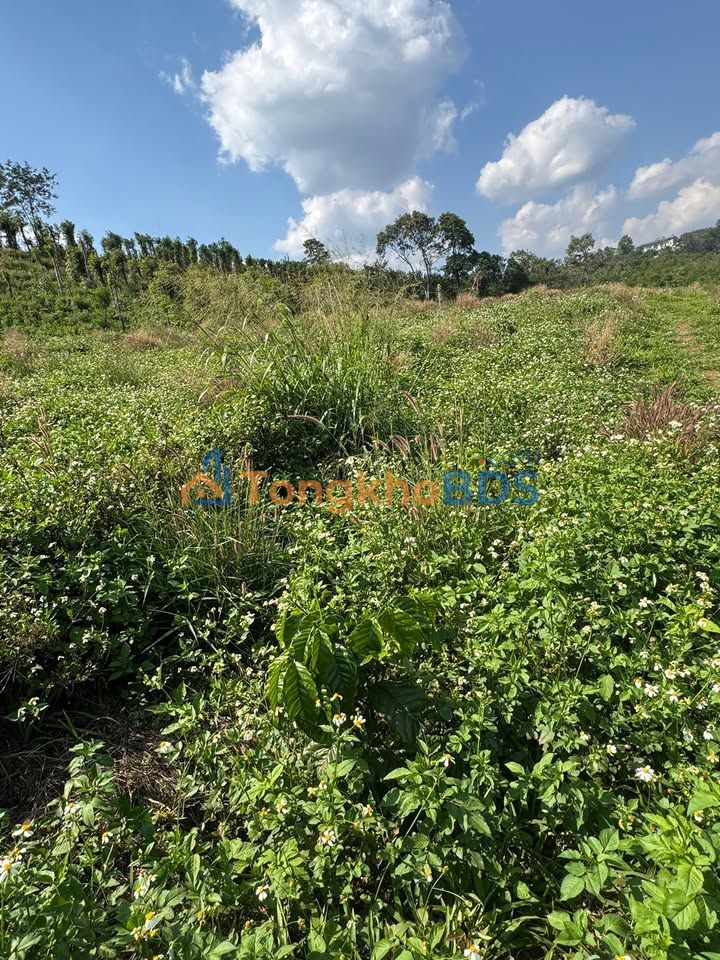 Bán Gấp Trang Trại 2.1ha Đức Trọng, Lâm Đồng - Sẵn 3000 Cây Cà Phê, 400 Trụ Tiêu