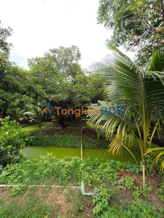 Bán Đất Vườn Tiền Giang 4000m² - Sẵn Sàng Kinh Doanh/Đầu Tư