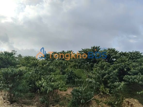 Bán đất Vườn 5400m² Lộc Bắc, Bảo Lâm - Sẵn Sổ, Giá 1.35 Tỷ