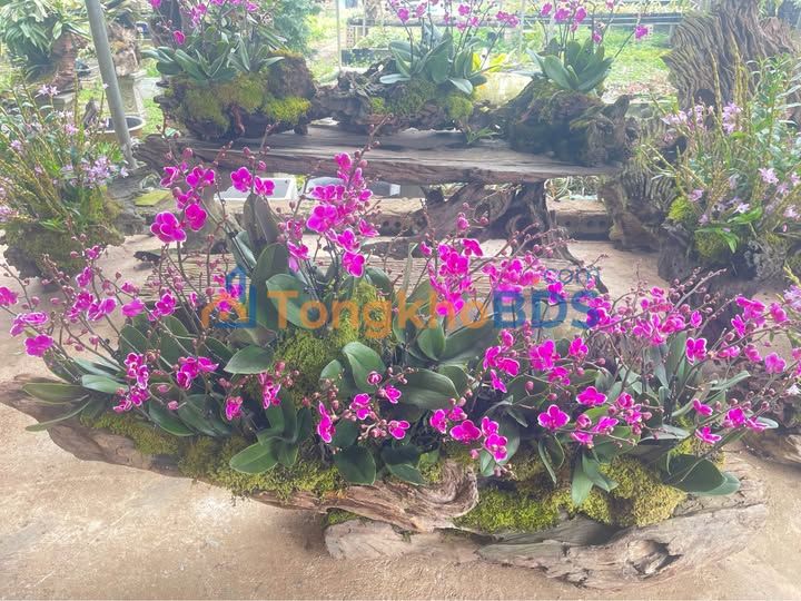 Đất nền Mộc Sơn, Mộc Châu 400m² - Sổ Hồng sang tên ngay!