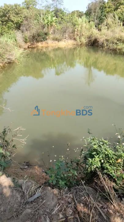 Bán Gấp 1ha Cà Phê Kinh Doanh Tại Chư Prông, Gia Lai - Sẵn Sàng Thu Hoạch