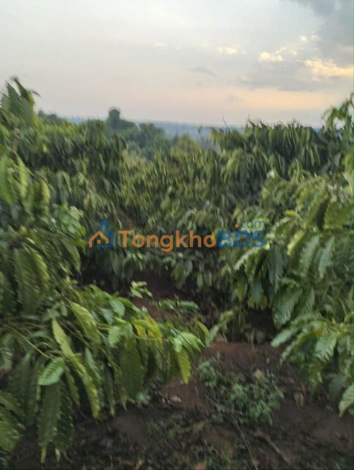 Bán Đất Rẫy Cà Phê 10.000m² - Đức Cơ, Gia Lai - Sổ Đỏ Chính Chủ