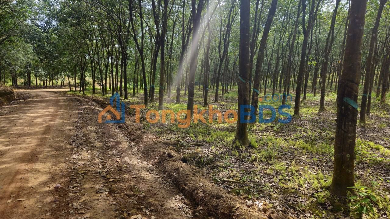 Bán đất cao su 24.000m² tại Phú Riềng, Bình Phước - Giá 4.2 tỷ, Sổ đỏ sẵn sàng
