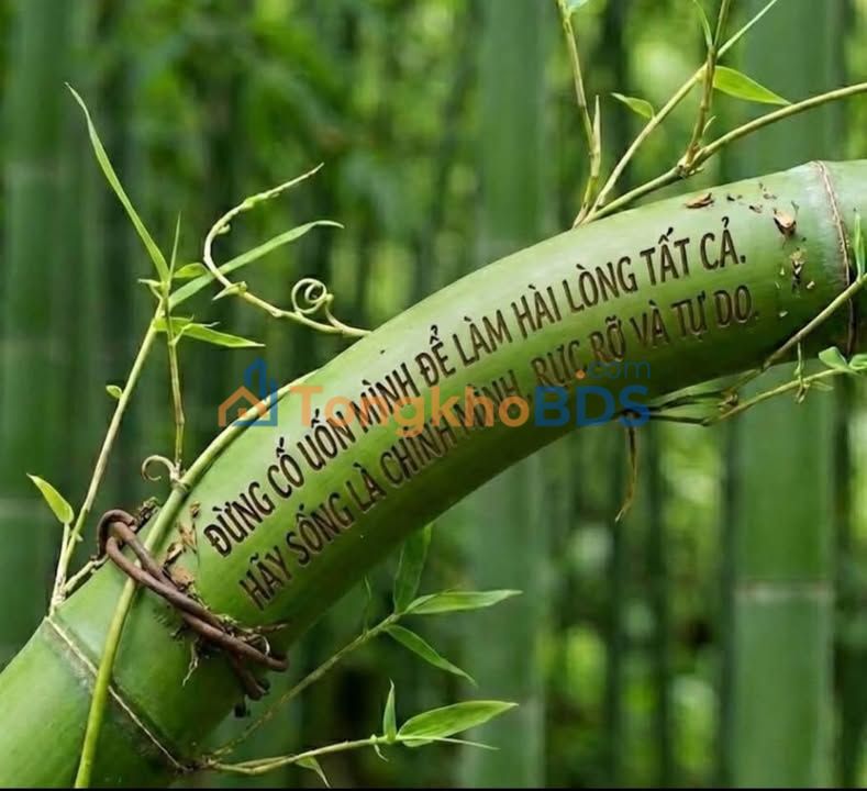 Đất Thổ Cư 109m² Phường 15 Quận 8 - Sổ Hồng Sẵn Sàng