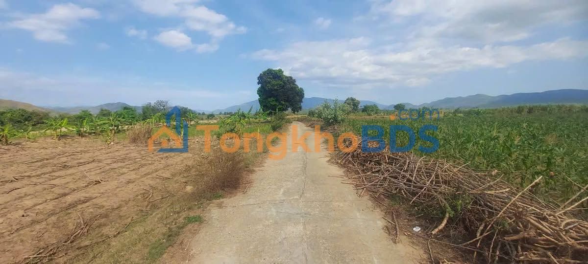 Đất Nền Bắc Ái Tây 3000m² - Sổ Sẵn, Giá 250 Triệu, Suối Riêng