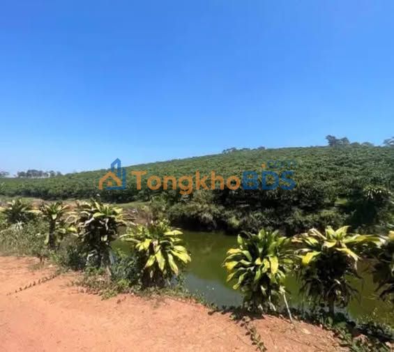 Bán Gấp 2.6ha Đất Vườn Bảo Lâm - Sẵn Ao, Chòi Điện, Ô Tô Tới Đất