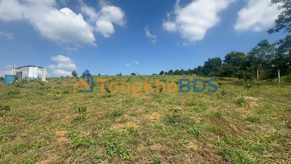 Bán Đất Vườn 6635m² Bảo Lộc - View Thoáng, Cafe Xanh Mướt, Giá Tốt