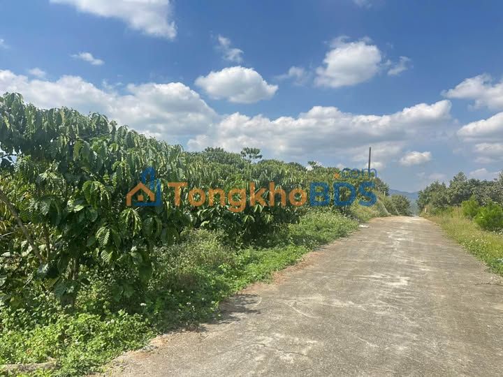 Đất Vườn 12600m² Lộc Châu, Bảo Lộc - Tiềm Năng Nghỉ Dưỡng, View Đẹp