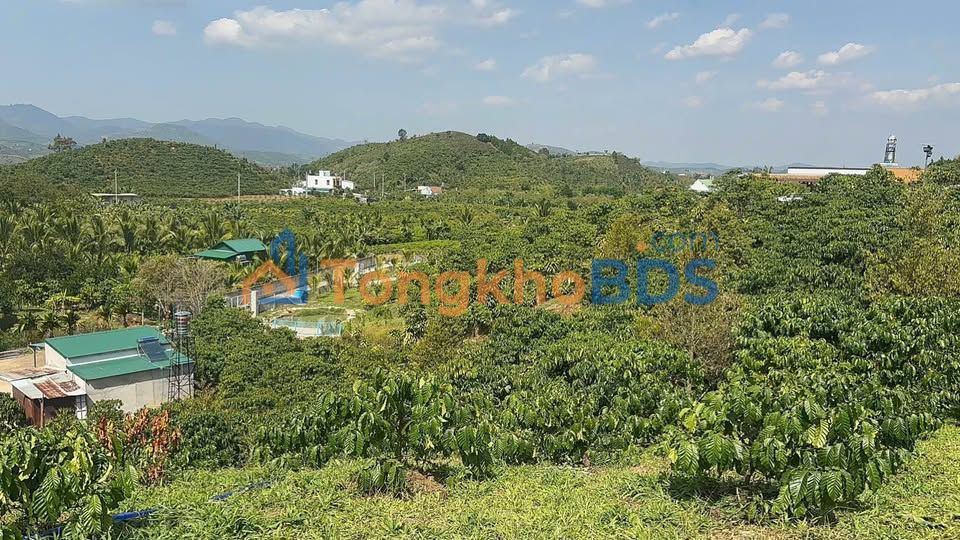 Farmview 10.04 Sào Lộc Châu, Bảo Lộc - Vườn Cafe Thơ Mộng 6.2 Tỷ