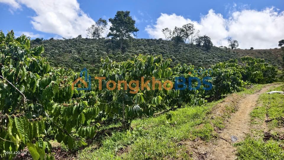 Bán Đất Đam Rông Lâm Đồng: 2 Lô Đất Vàng 36000m² - 1.55 Tỷ/Lô