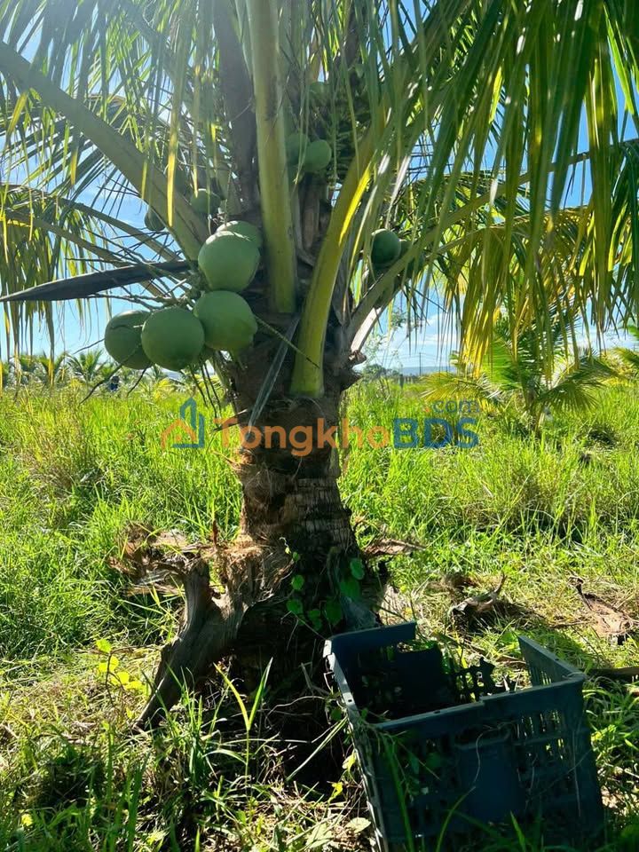 Bán Đất Vườn 2880m² Lâm Đồng - 1.05 Tỷ, Sẵn Vườn Cây Ăn Trái