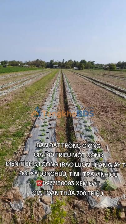 Bán Gấp Đất Vườn Trà Vinh 1000m² - Giá Đầu Tư 140 Triệu