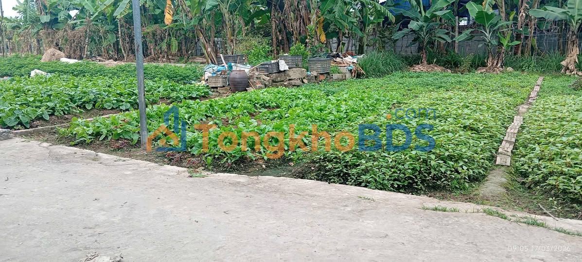 Đất Lai Hạ Thủy Nguyên 79.7m² - Vuông vắn, ô tô vào tận nơi, giá 7xx triệu