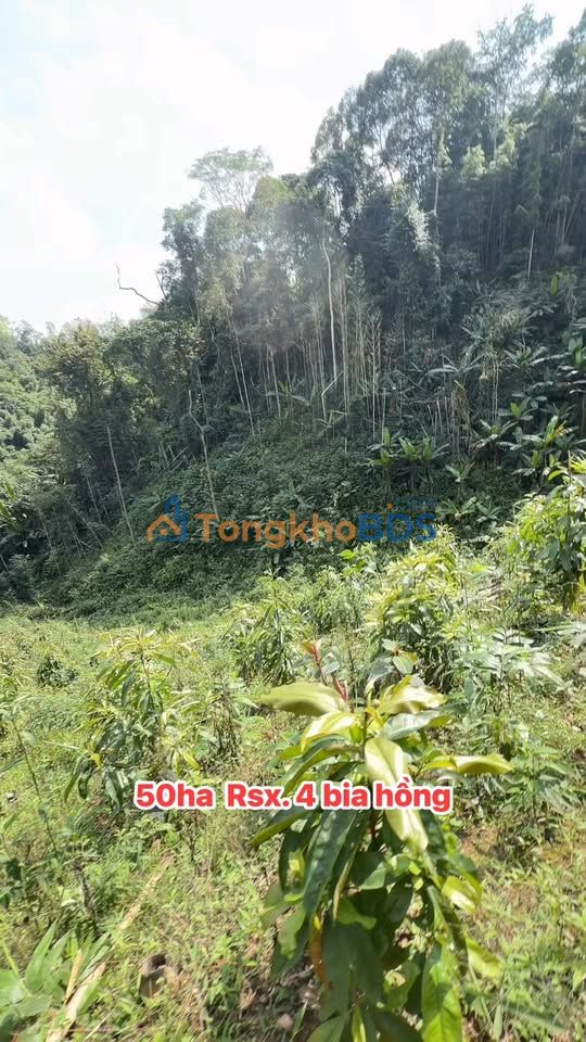 Farm Tân Yên Tràng Định 50ha 1.75 tỷ - Sổ đỏ chính chủ