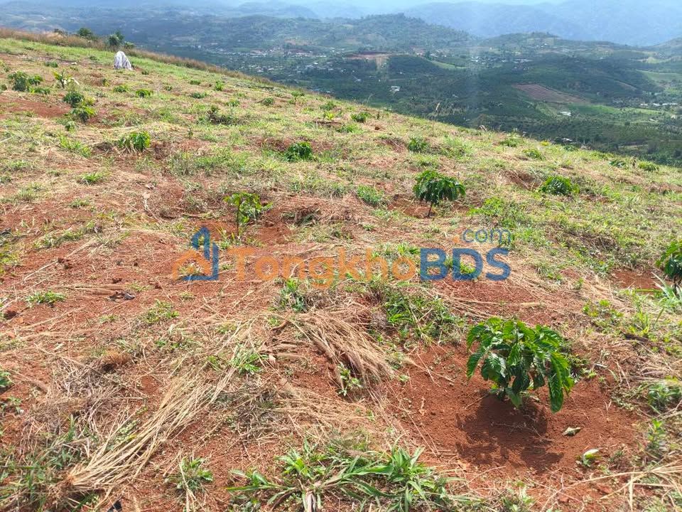 Đất Vườn Lộc Bắc, Bảo Lâm 21.600m² - Giá Đầu Tư 1.5 Tỷ, Sổ Đỏ Sẵn