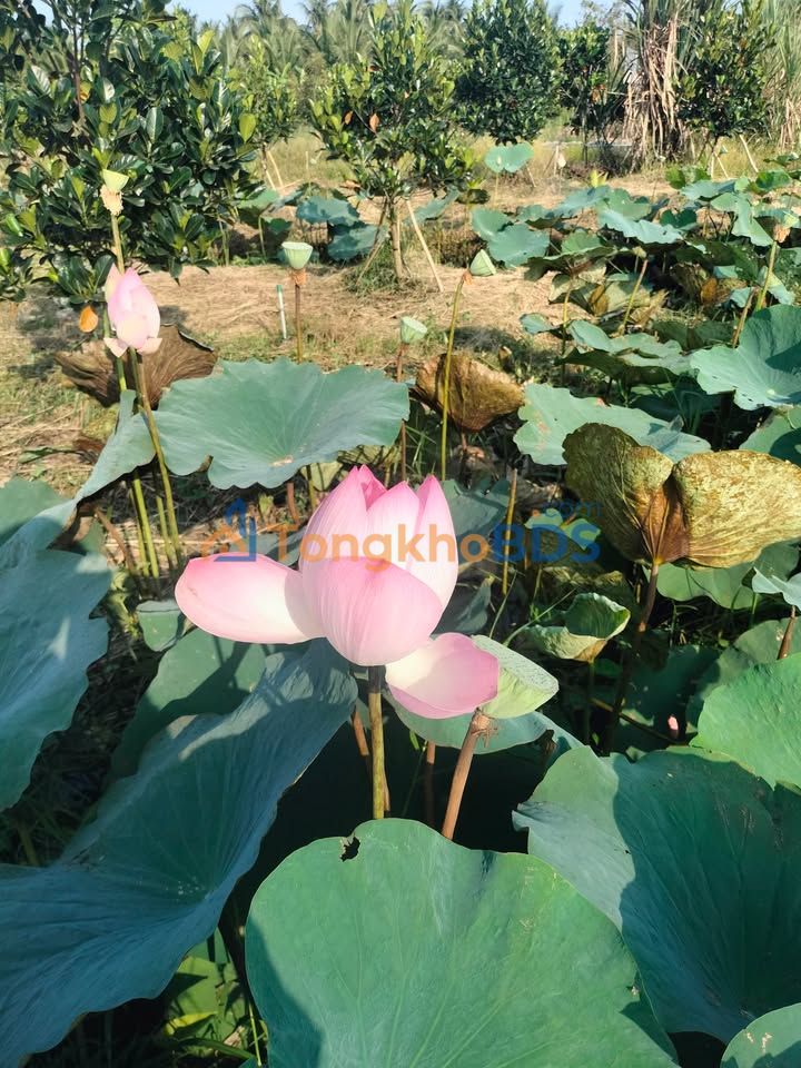 Đất Nền Đông Thành, Bạc Liêu - 120m², Hướng Đông, Xe Tải Tới Nơi