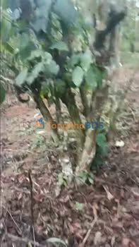 Đất Nền 2.1ha Sổ Sẵn Lộc Ngãi, Bảo Lâm - Giá Rẻ Nhất Khu Vực 450 Triệu