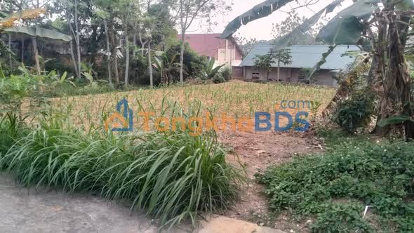 Bán Đất Vàng Việt Trì 331m² Mặt Tiền 15m - Giá 2 Tỷ Chính Chủ