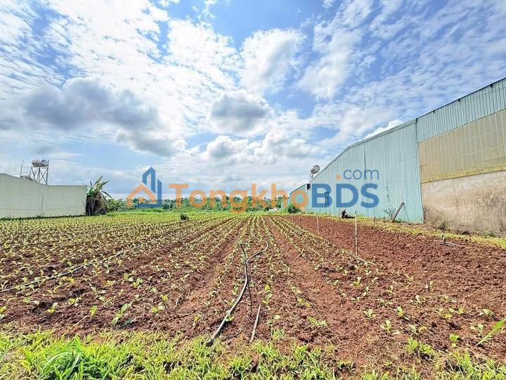 Bán Đất Hẻm Lý Thường Kiệt Pleiku 295m² Full Thổ Cư - Giá 1.4 Tỷ