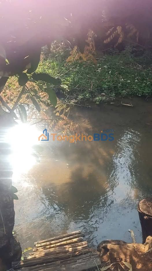 Bán 18.000m² Farm Cafe Xen Sầu Riêng - Ia Khươl, Chư Păh, Gia Lai - Giá 11 Tỷ