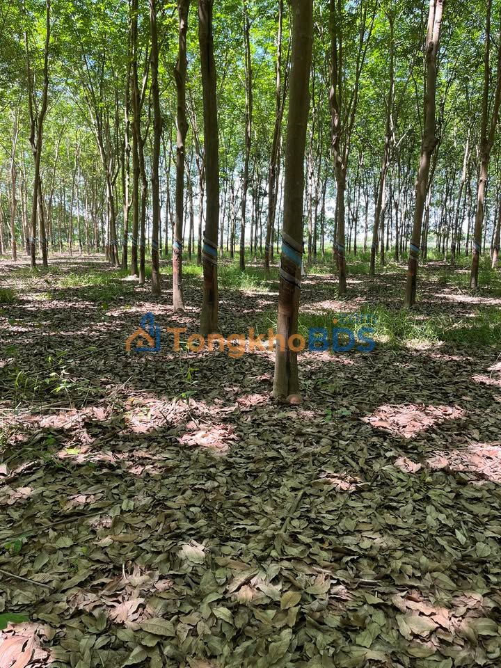 Bán Đất Vườn 45.000m² Mặt Tiền Nguyễn Huệ, Quận 1 - Sổ Sẵn